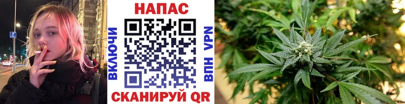 Шишки марихуана Bruce Banner  Купить где  Благодарный 